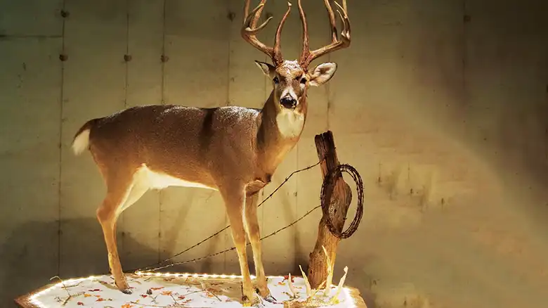 How Long Will a Deer Hide Last in the Freezer